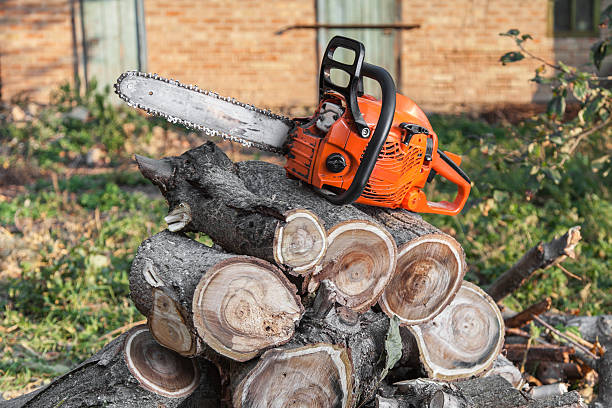 Best Dead Tree Removal  in USA